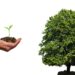 Hug a tree and plant one