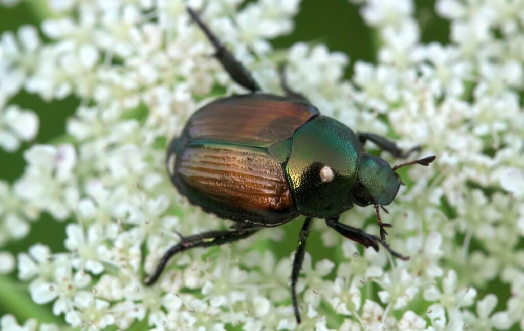 Metallic green and blue bug is called a Japanese Beetle