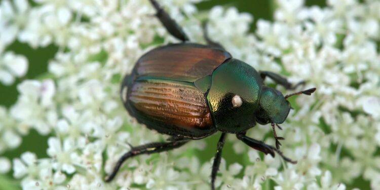 Metallic green and blue bug is called a Japanese Beetle