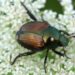 Metallic green and blue bug is called a Japanese Beetle
