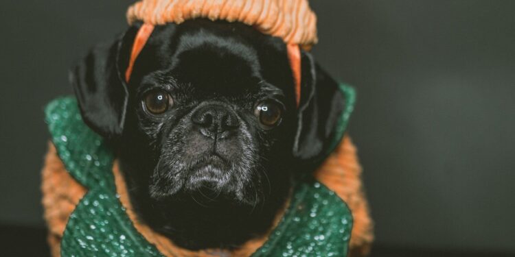Be careful with dog costumes
