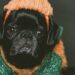 Be careful with dog costumes