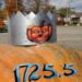 How to grow your own giant pumpkin