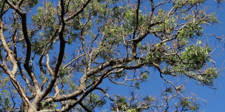 Indian Neem Tree