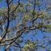 Indian Neem Tree