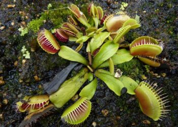 They are Ooky and they are Spooky plants