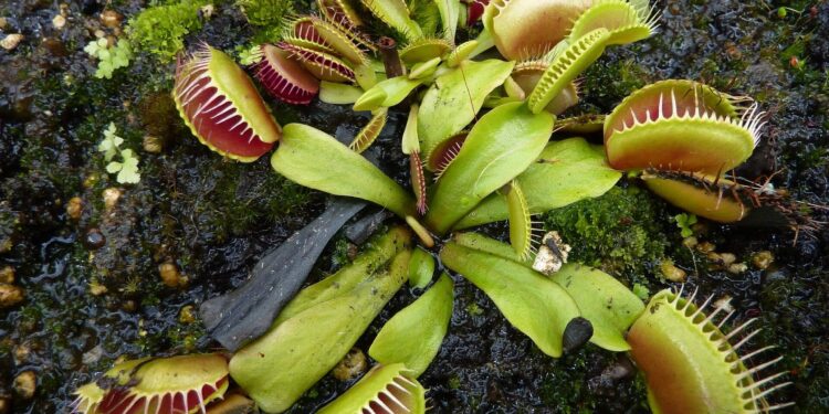 They are Ooky and they are Spooky plants
