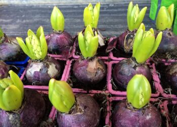 Time to plant spring-flowering bulbs