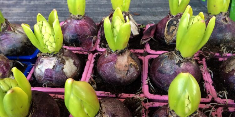 Time to plant spring-flowering bulbs