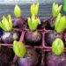 Time to plant spring-flowering bulbs