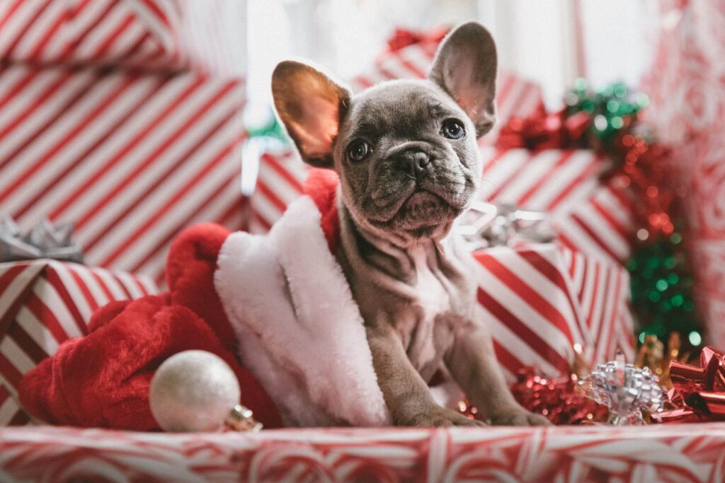 Gifting a puppy this holiday season? Read these tips first