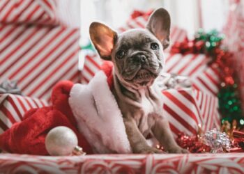 Gifting a puppy this holiday season? Read these tips first