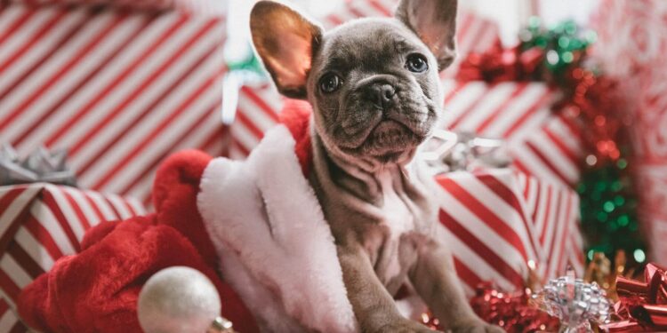 Gifting a puppy this holiday season? Read these tips first