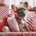 Gifting a puppy this holiday season? Read these tips first