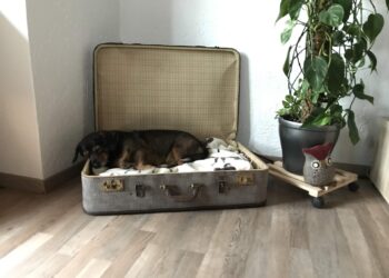 House plants that are poisonous to dogs