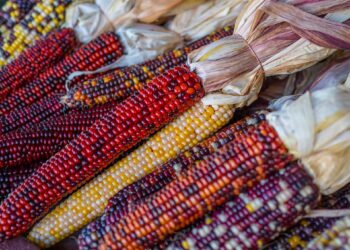 What plants did the Pilgrims consume that first Thanksgiving in 1621