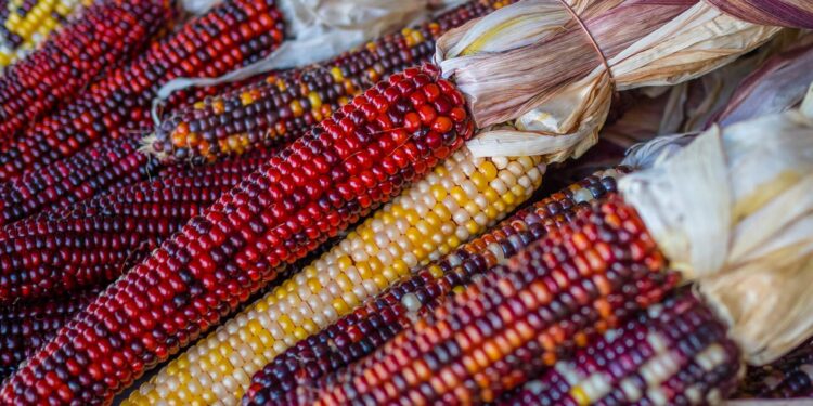What plants did the Pilgrims consume that first Thanksgiving in 1621