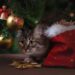 Beware Holiday Foods, Ornaments, Plants