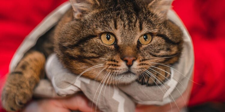 Help Feed Hungry Pets This Holiday Season