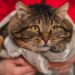 Help Feed Hungry Pets This Holiday Season