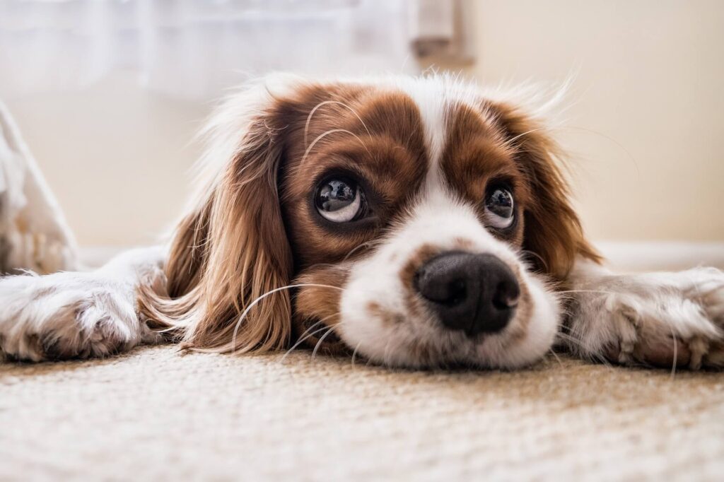 Hidden dangers that could harm your dog