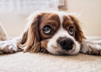 Hidden dangers that could harm your dog