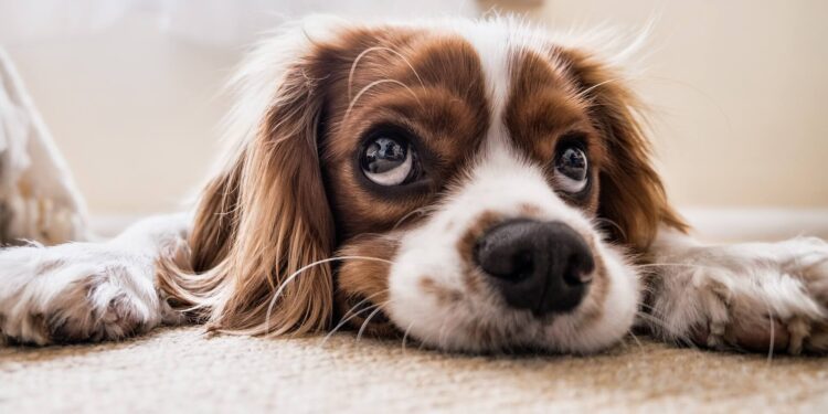 Hidden dangers that could harm your dog