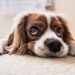 Hidden dangers that could harm your dog