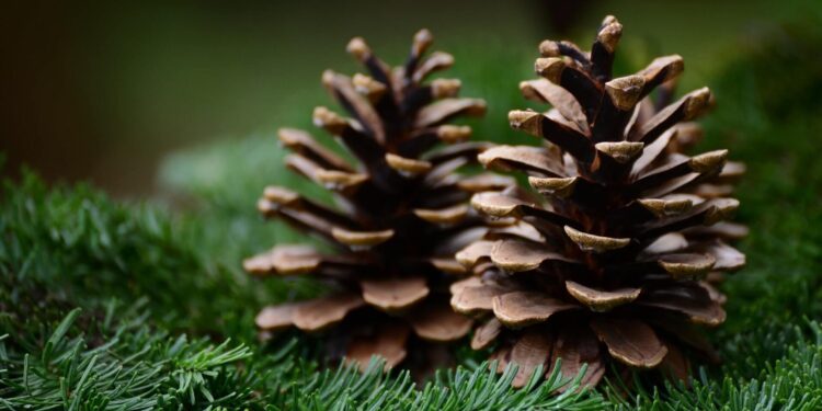 Inexpensive nature made Christmas crafts for children