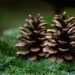 Inexpensive nature made Christmas crafts for children