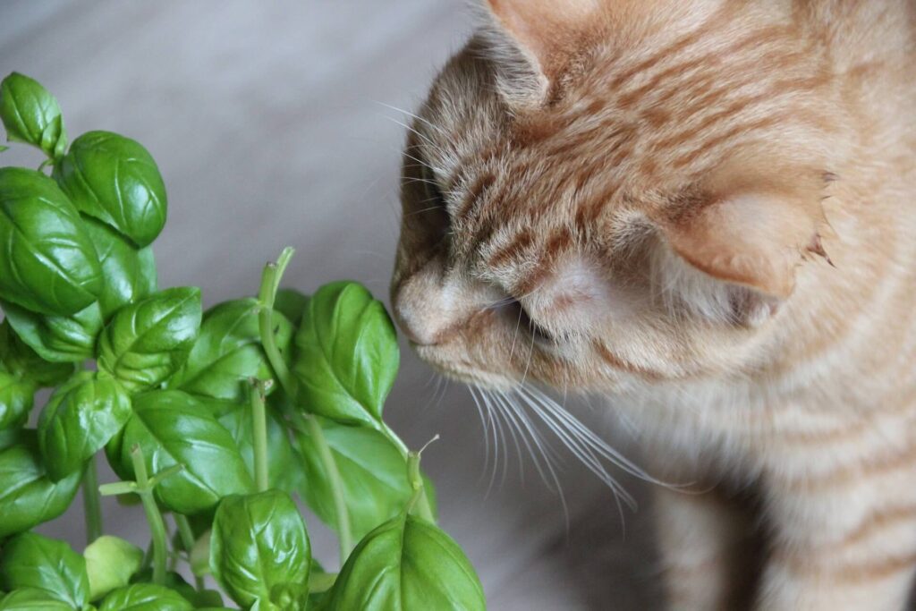 What houseplants are safe to grow around cats