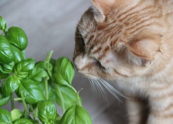 What houseplants are safe to grow around cats