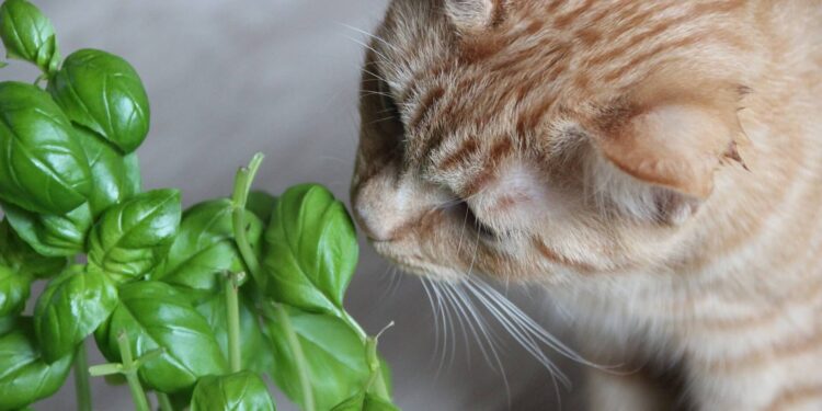 What houseplants are safe to grow around cats