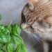 What houseplants are safe to grow around cats