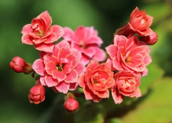 Care of holiday flowers part 2 - Kalanchoe