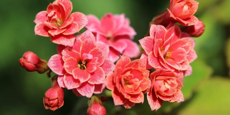 Care of holiday flowers part 2 - Kalanchoe