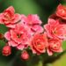 Care of holiday flowers part 2 - Kalanchoe