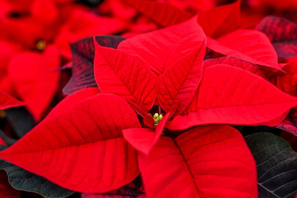 How to care for holiday flowers like poinsettias