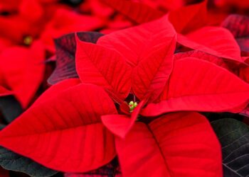 How to care for holiday flowers like poinsettias