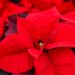 How to care for holiday flowers like poinsettias
