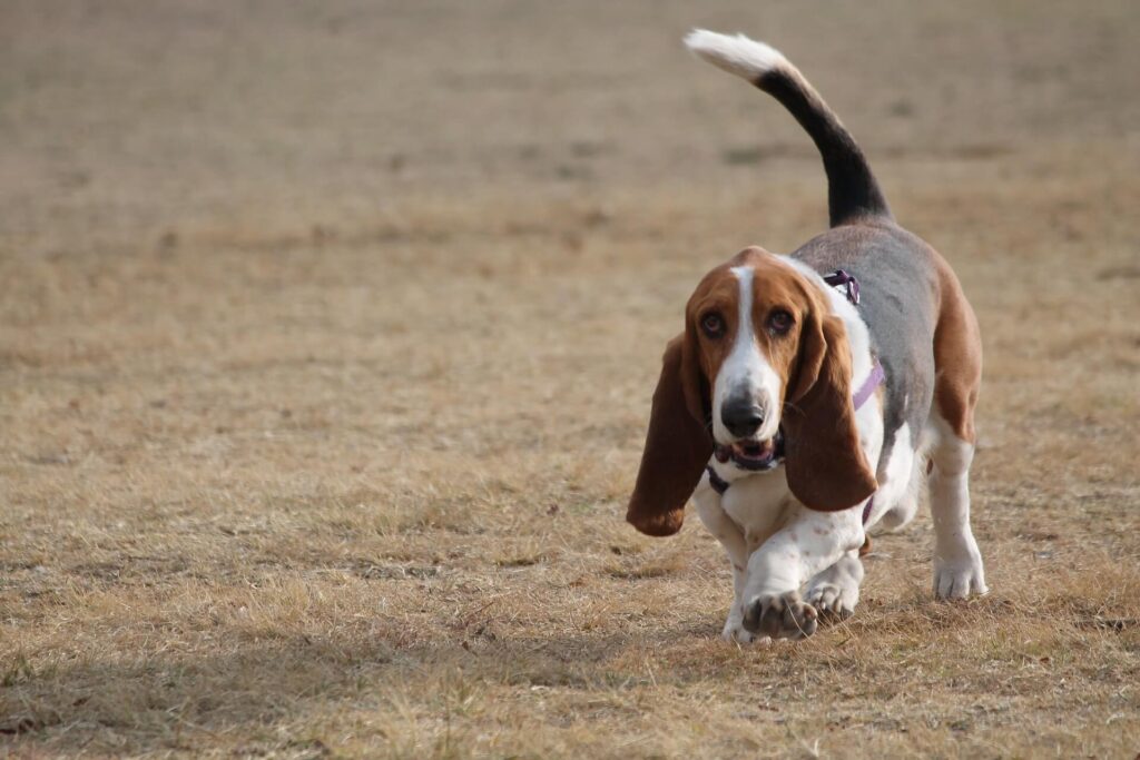 Off-Leash Dogs Bane of His Walks in Woods - Paw's Corner