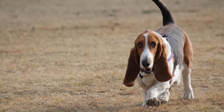 Off-Leash Dogs Bane of His Walks in Woods - Paw's Corner