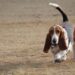 Off-Leash Dogs Bane of His Walks in Woods - Paw's Corner