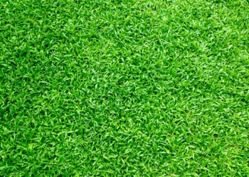 How to have a yard that you love