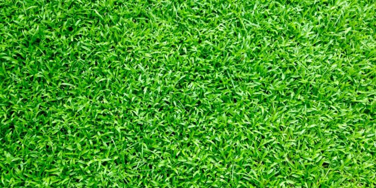 How to have a yard that you love