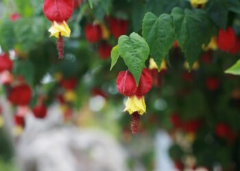 Red Tiger, Voodoo and Victorian Lady - Flowering Maples