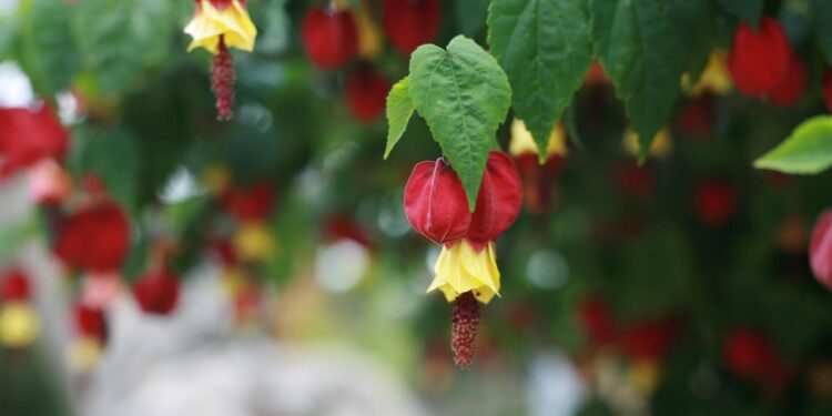 Red Tiger, Voodoo and Victorian Lady - Flowering Maples