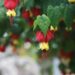 Red Tiger, Voodoo and Victorian Lady - Flowering Maples