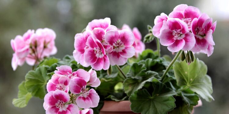 Scented Geraniums