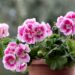 Scented Geraniums
